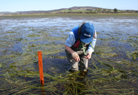 PLCP Monitoring and Stewardship wetlands